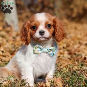 Hudson, Cavalier King Charles Spaniel Puppy